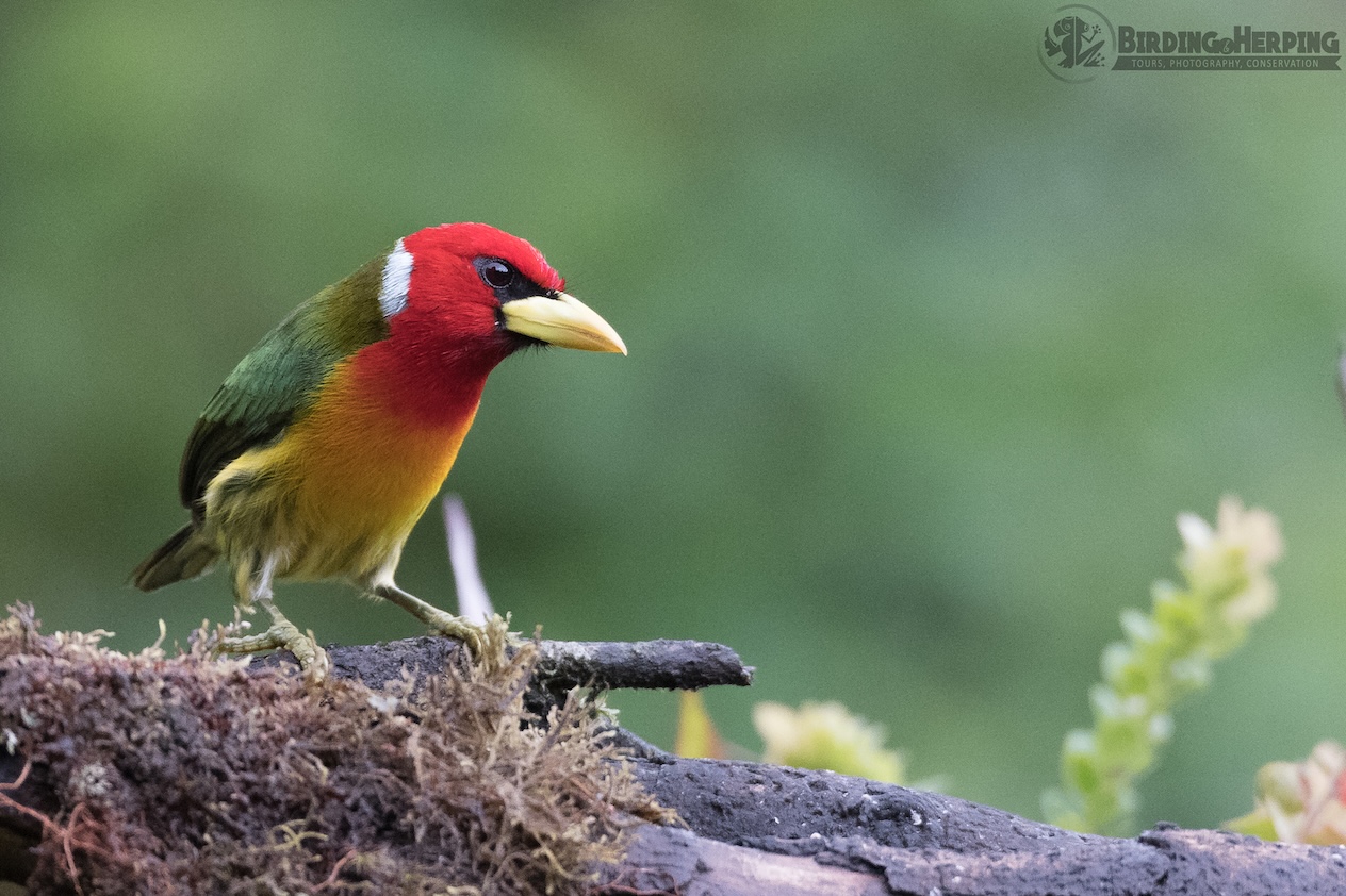 Colombia in Focus: A Compact Bird Photography Tour
